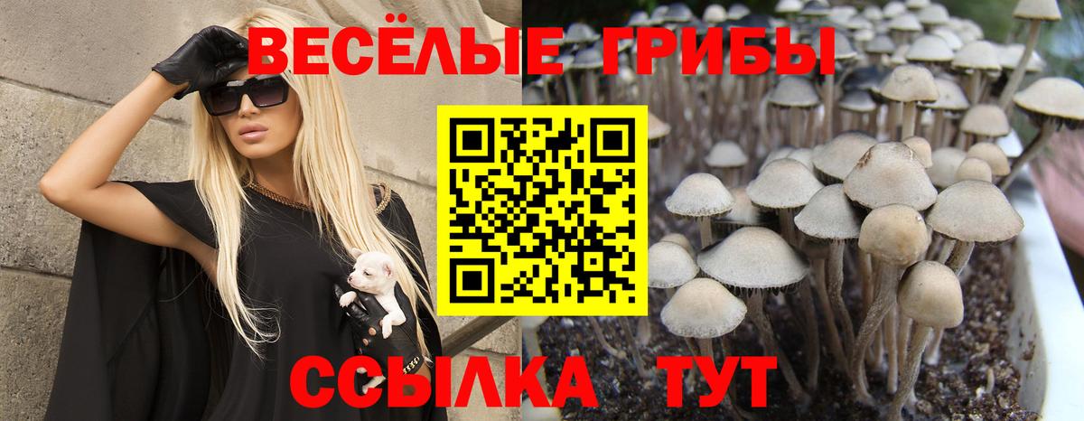 Псилоцибиновые грибы Psilocybine cubensis Ярцево